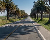 allee de palmiers 07/09/2018 - Des dizaines de kilomètres de palmiers. Les colons du coin avaient du goût et... de l'argent. Incredible - kilometers and kilometers of palm trees...